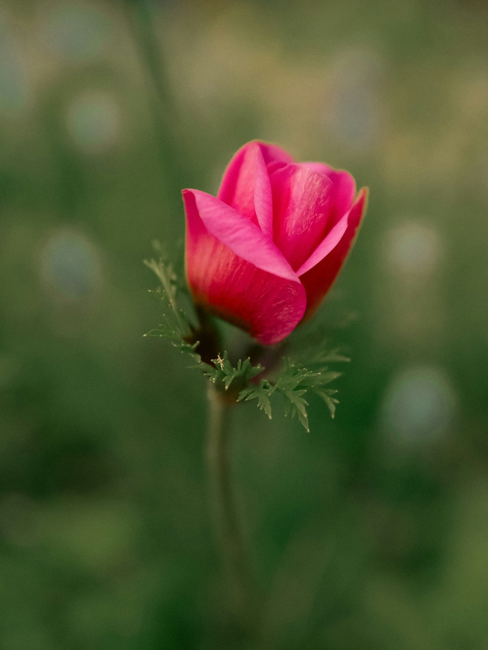 a single pink flower with a blurry background