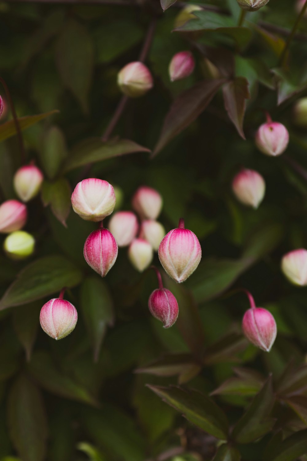 a bunch of pink and white flowers on a bush