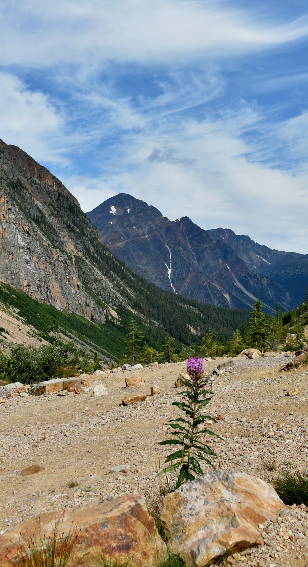 a lone flower in the middle of a rocky area