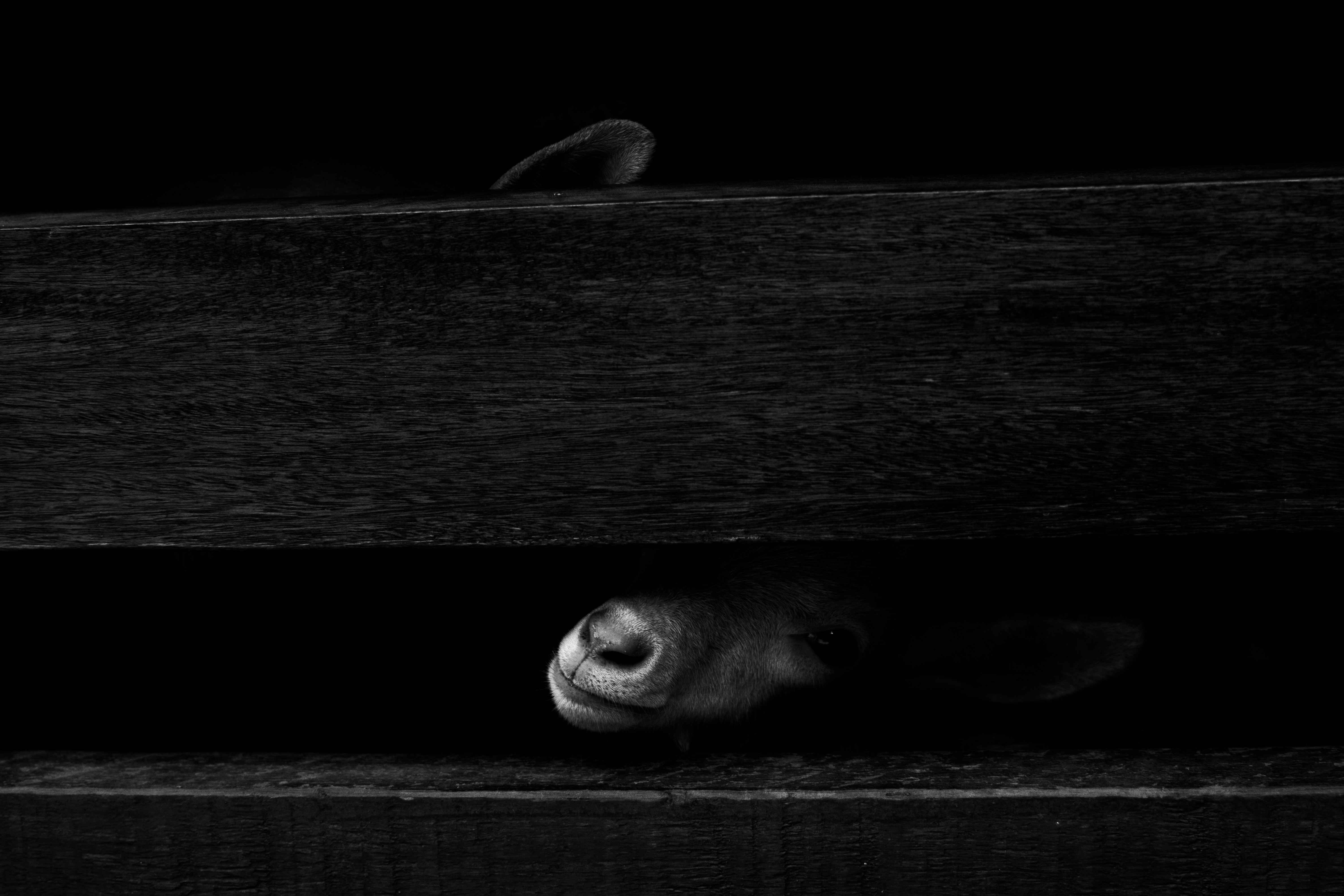 Which Animals Can See Jinn: An Exploration of Myth and Reality