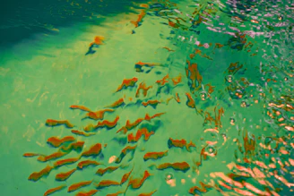 A school of tropical fish darting through the water.