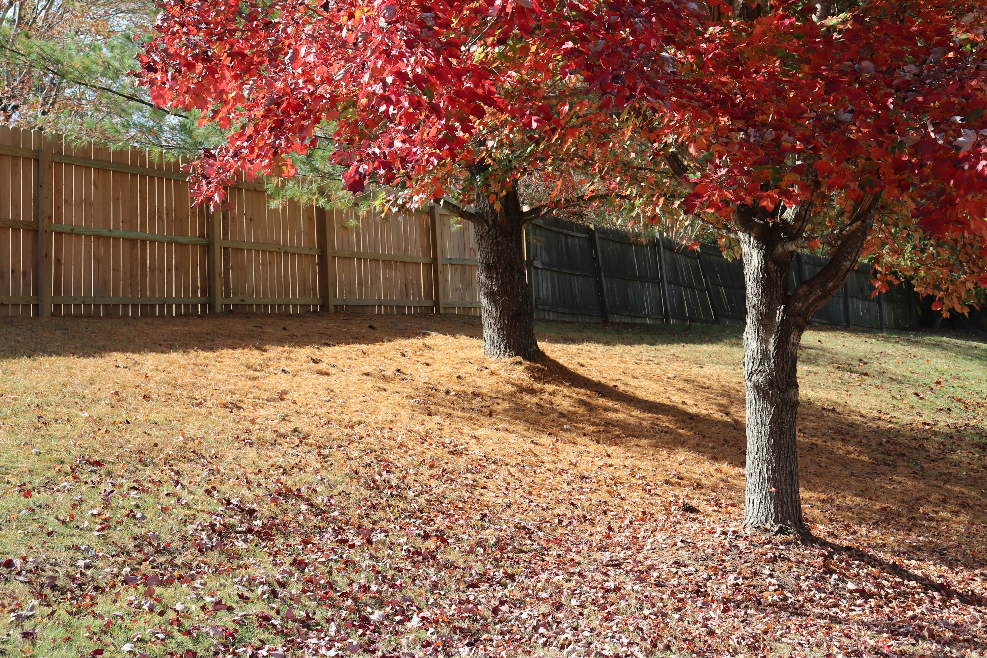 a tree with red leaves in a yard