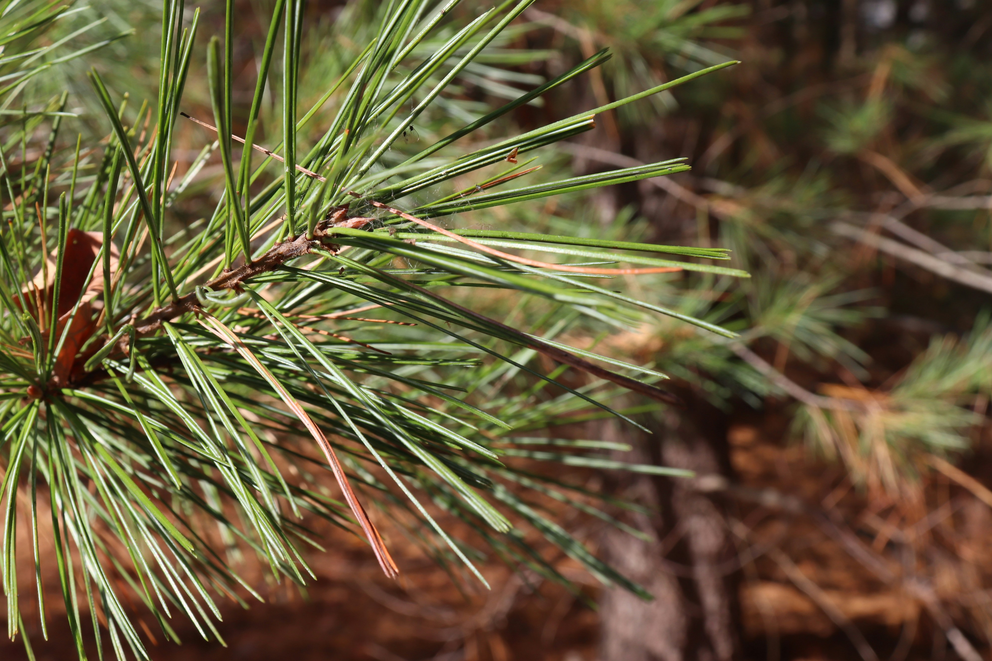 Un primo piano di un ramo di pino
