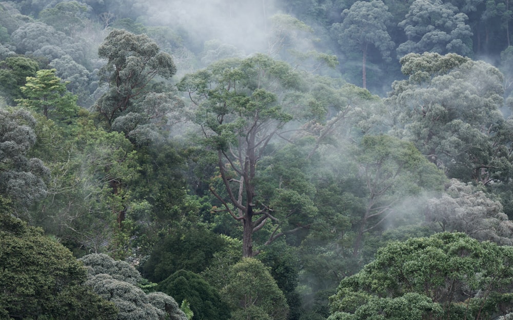 a forest filled with lots of trees covered in fog