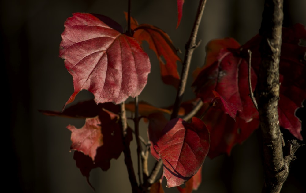 a branch with red leaves in a dark room