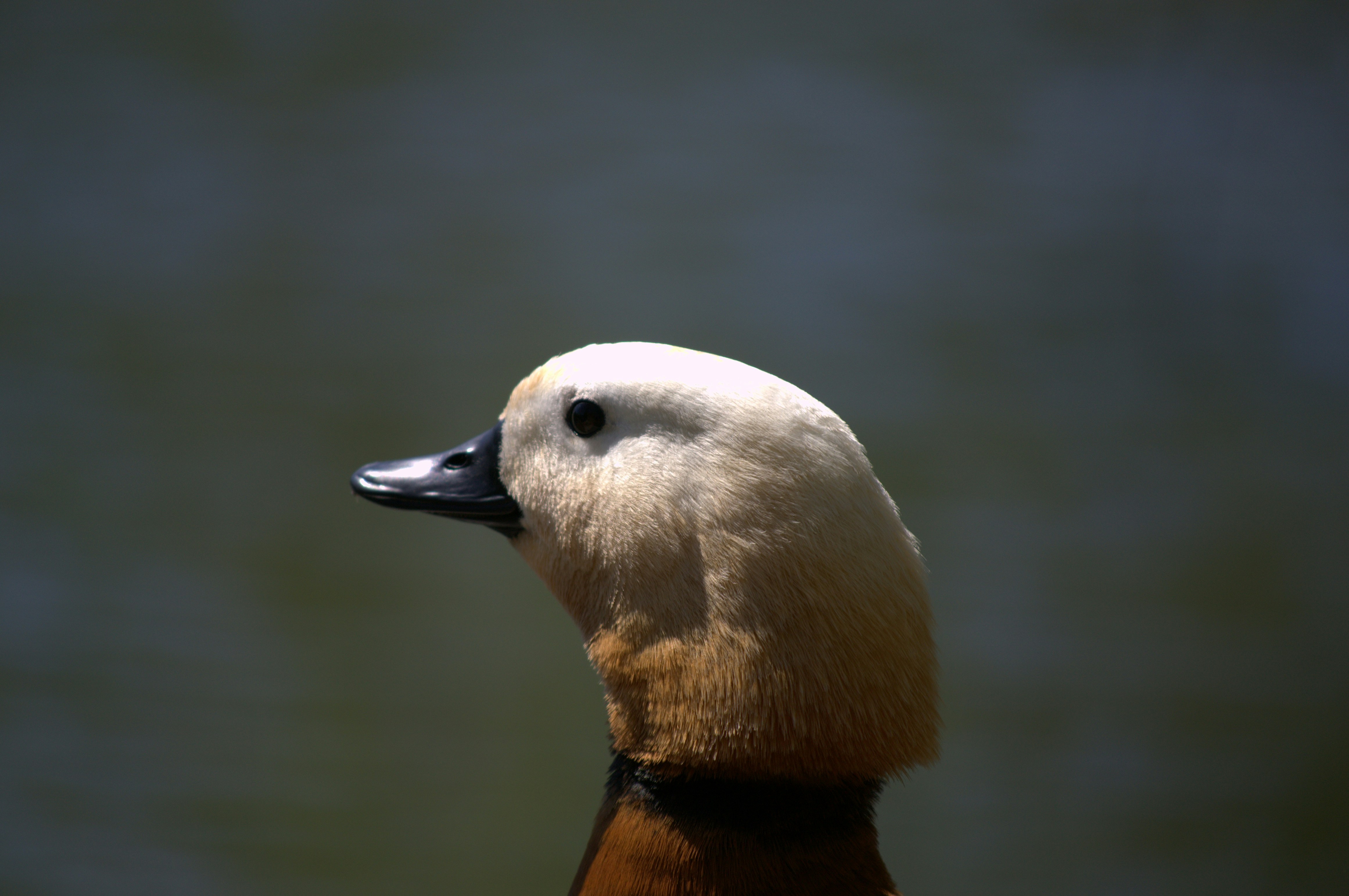 a close up of a duck with a blurry background