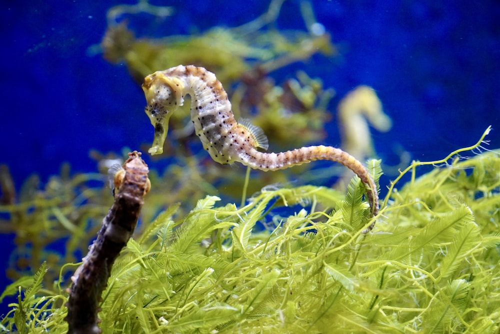 a close up of a sea horse in an aquarium