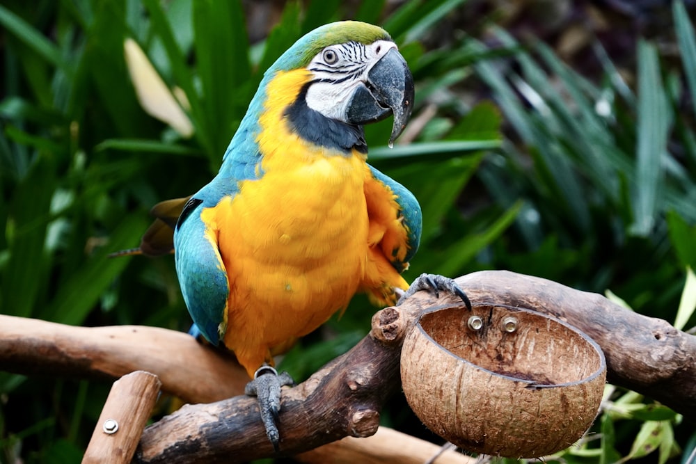 a blue and yellow parrot sitting on a tree branch