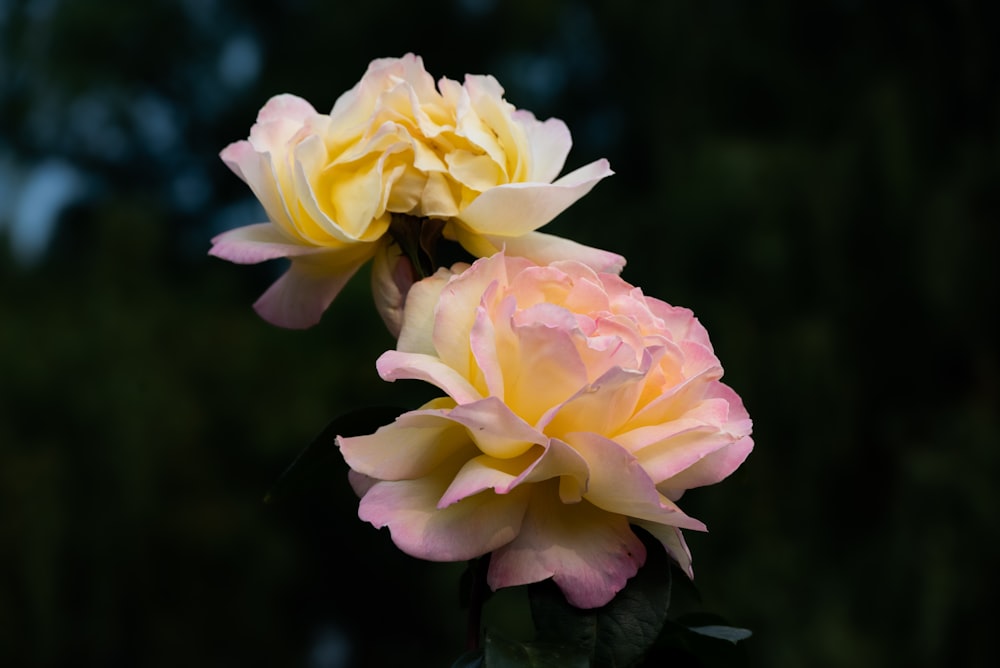 two yellow and pink roses with green leaves