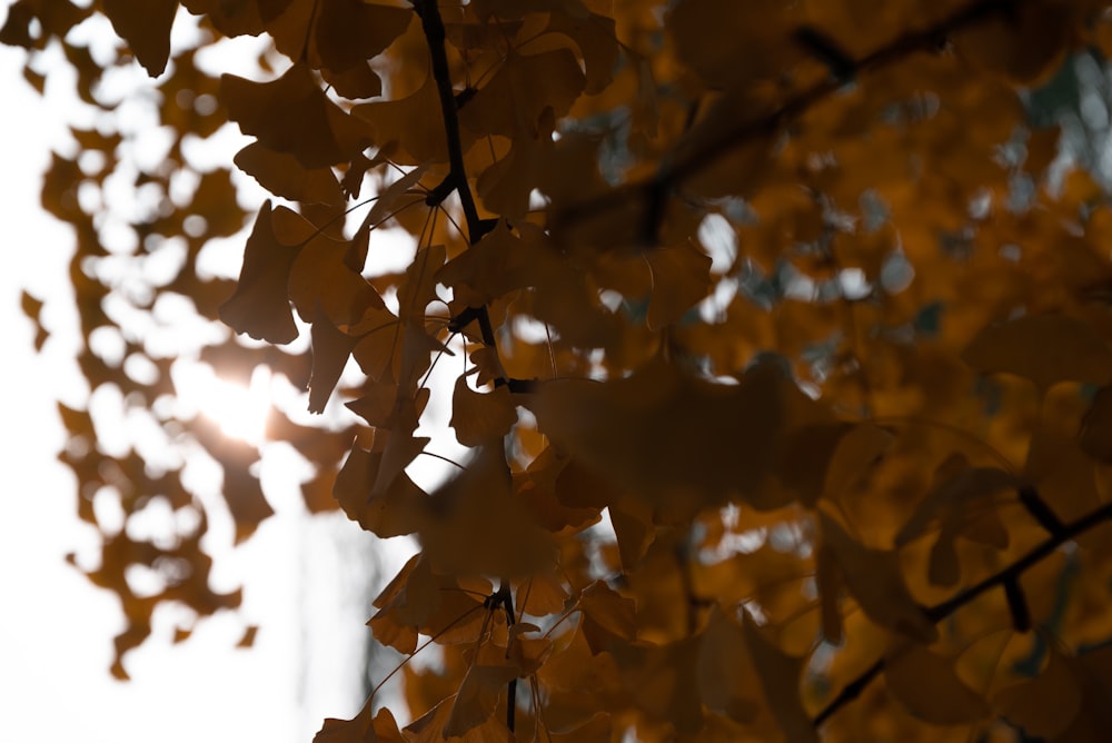 a close up of a leafy tree with the sun in the background