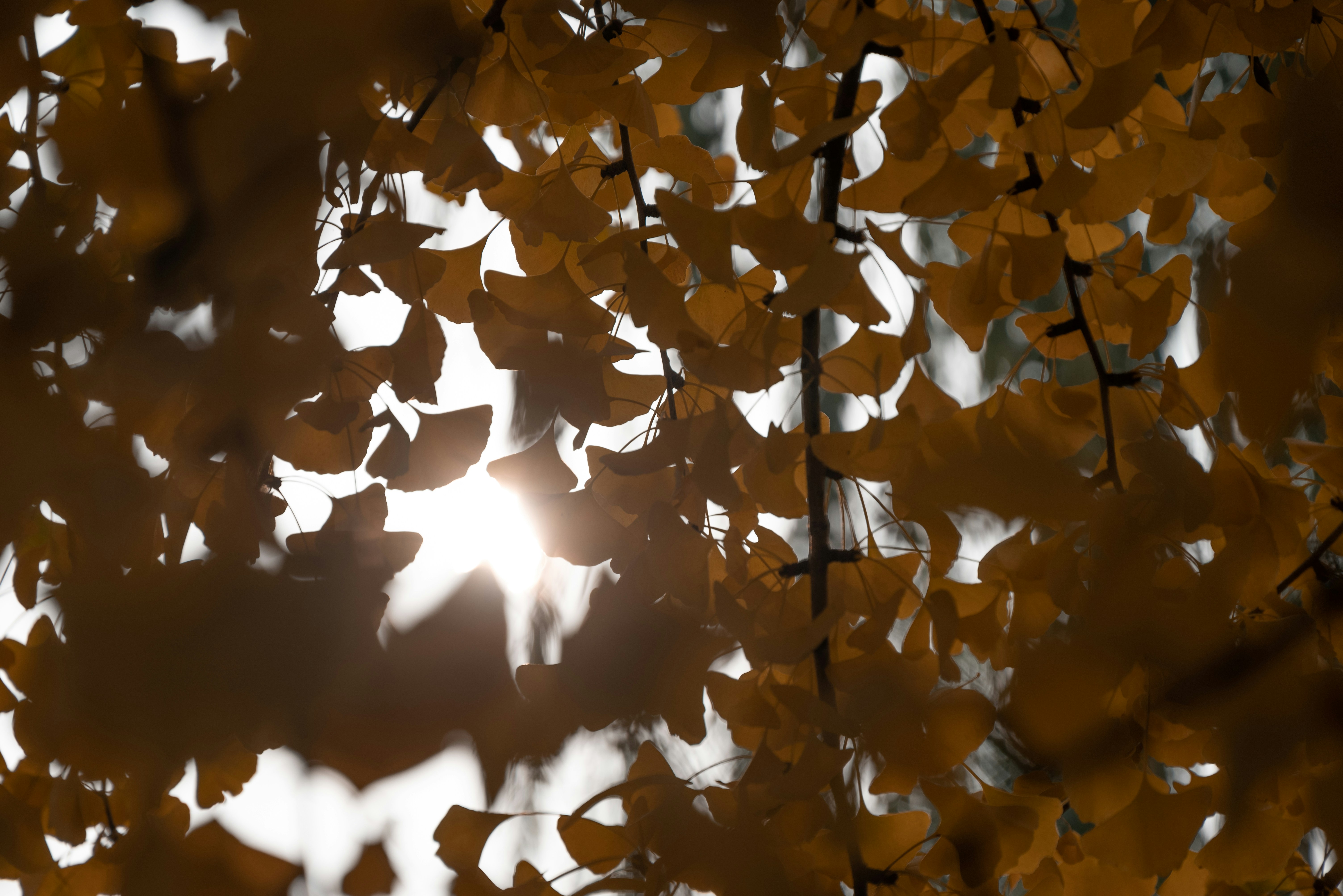 養寵物根本是場騙局？獸醫不會告訴你的黑暗真相！