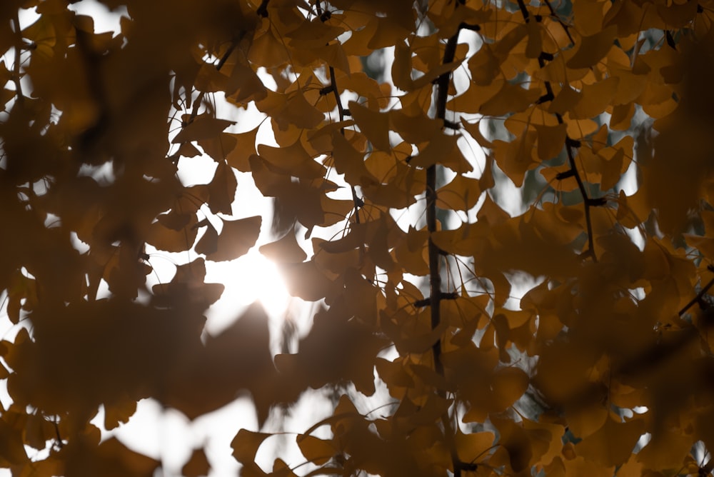 the sun shines through the leaves of a tree