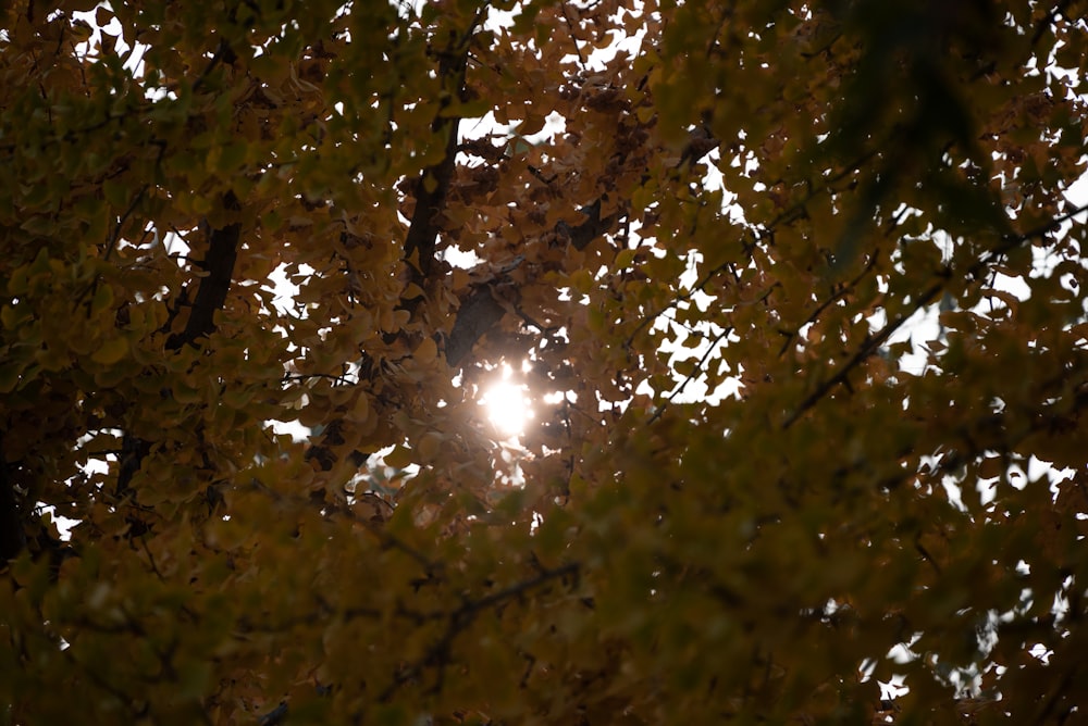 木の葉の間から太陽が差し込む