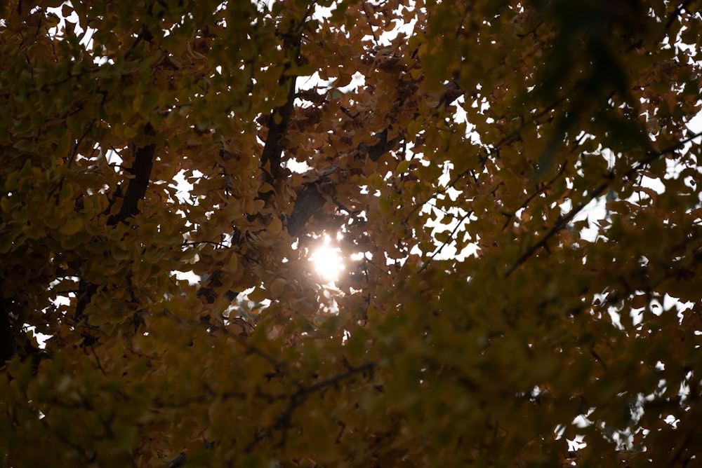 El sol brilla a través de las hojas de un árbol