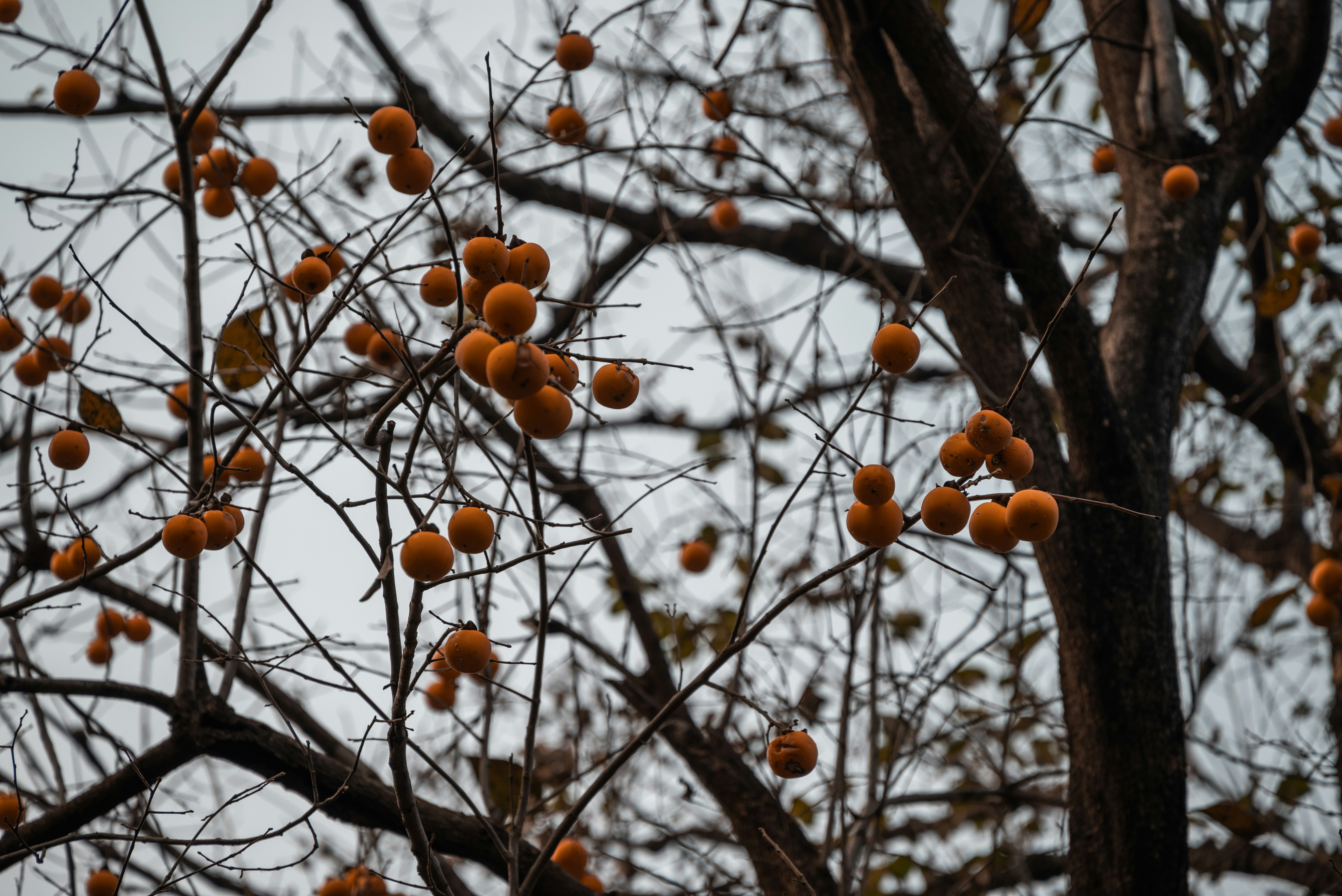 Photo by nikol_royce