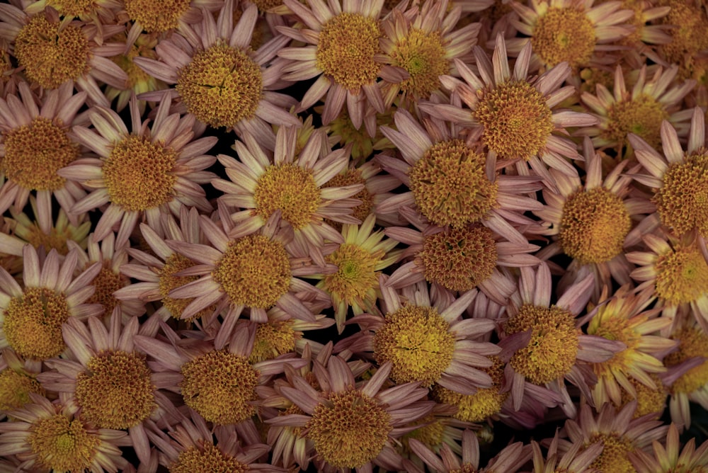 a bunch of pink flowers with yellow centers