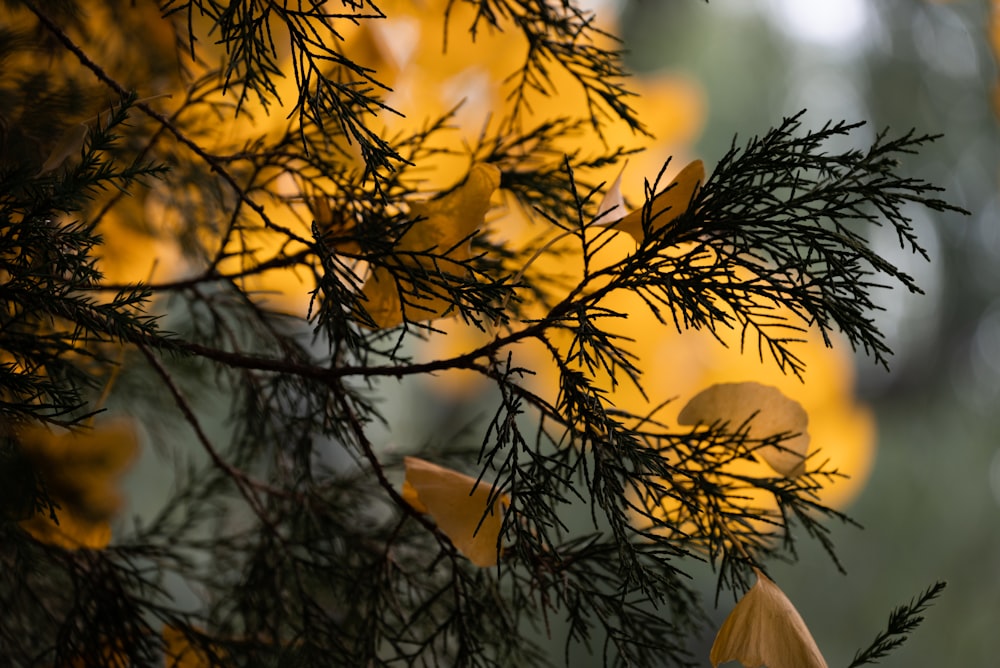 a close up of a tree with yellow leaves