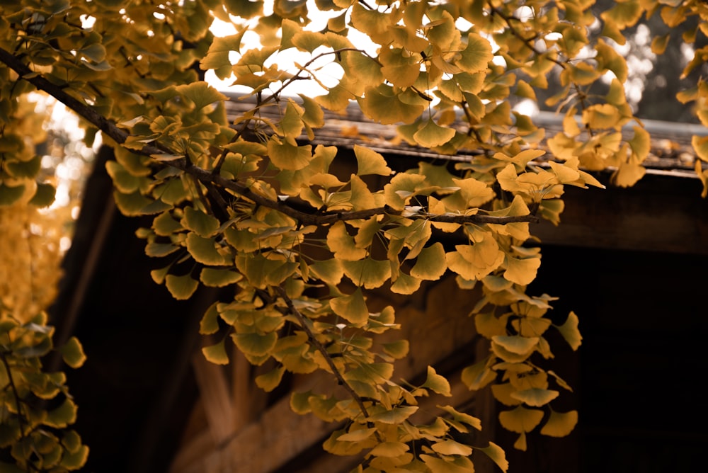 a close up of a tree with yellow leaves