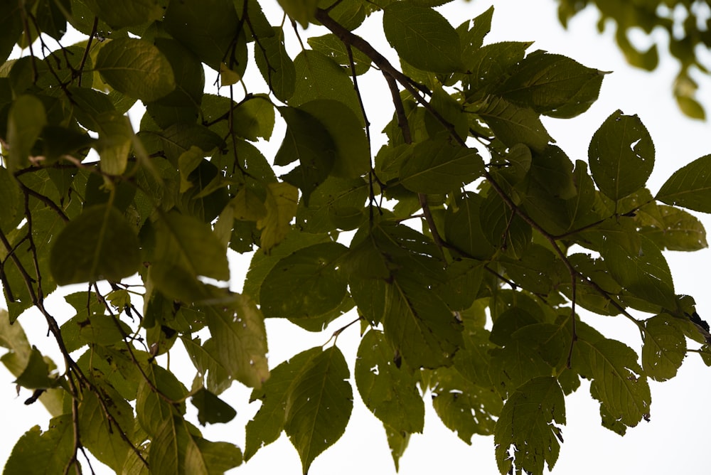 the leaves of a tree against a white sky