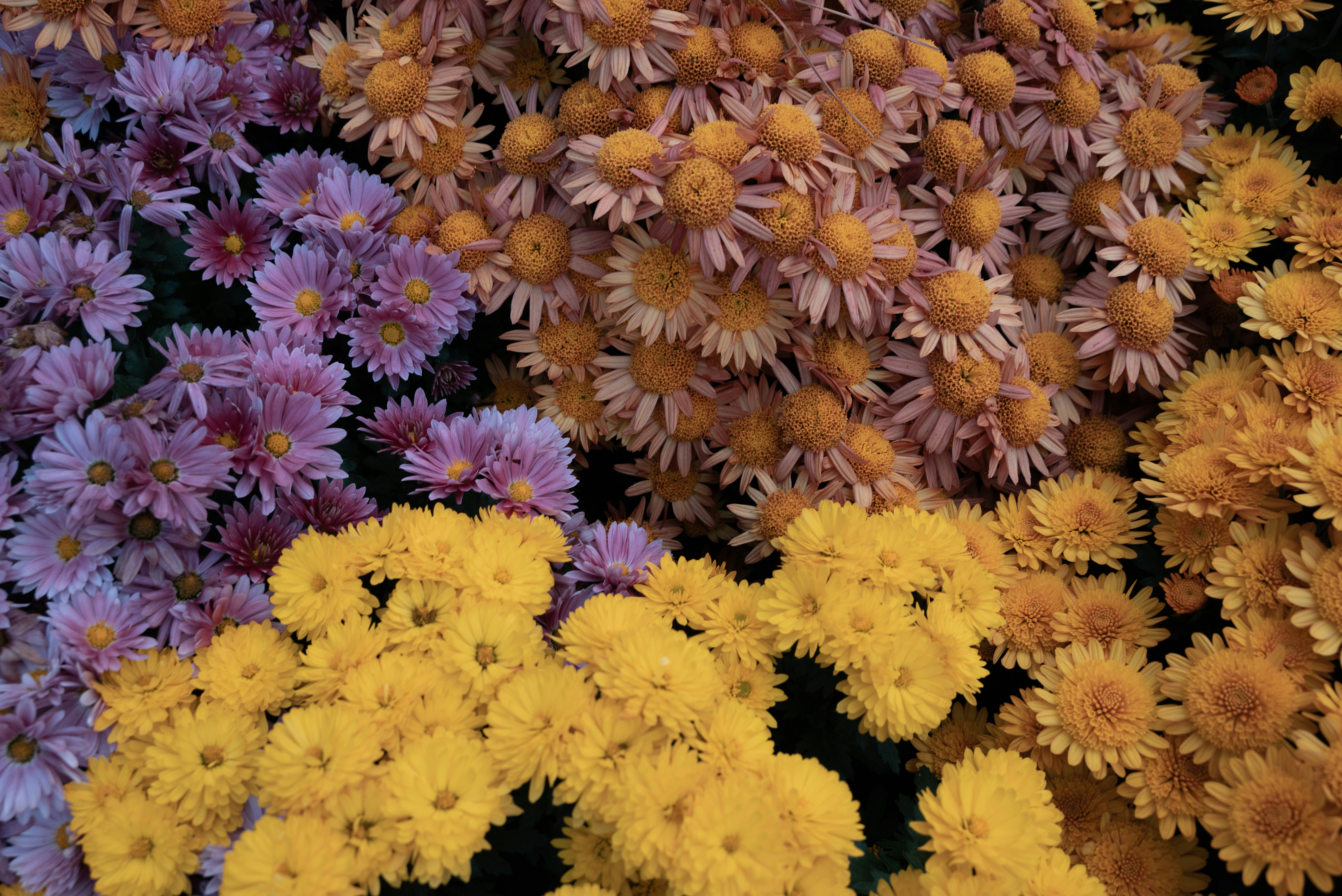 寵物界黑暗內幕震驚公開！養寵物前你絕對要知道的真相！