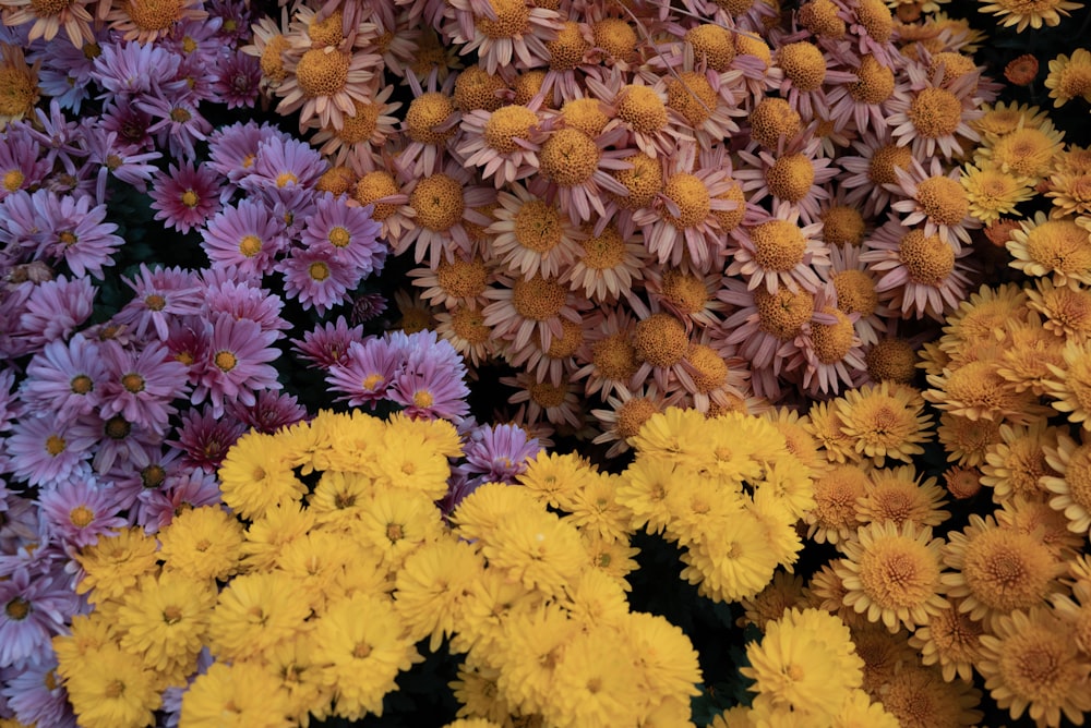 a bunch of flowers that are yellow and purple