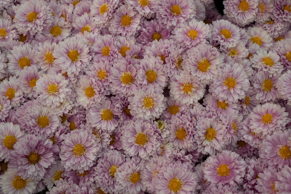 a bunch of pink flowers with yellow centers