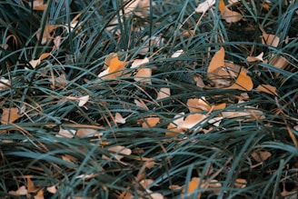 A close-up of lush green grass with autumn leaves scattered on it.