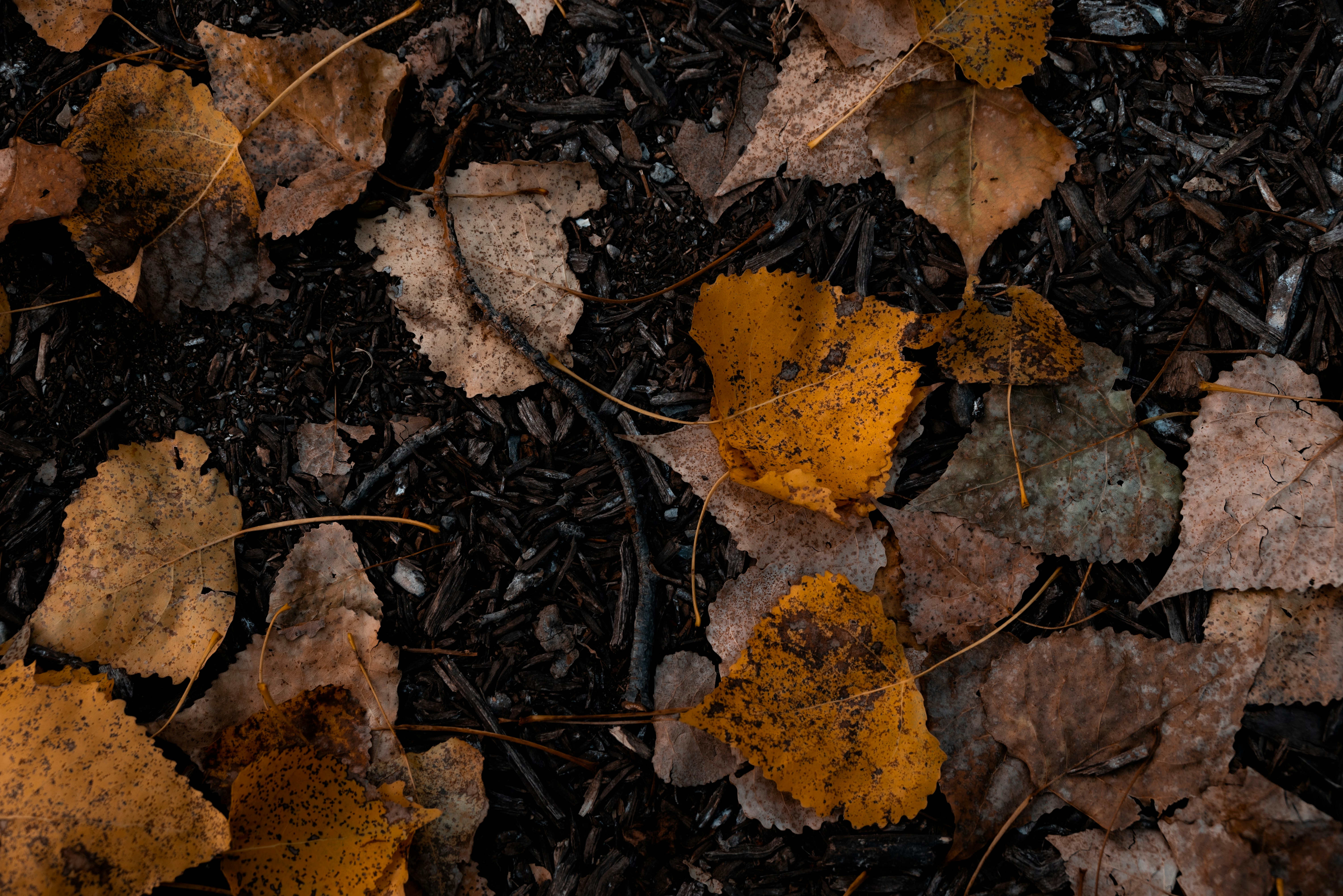 Photo by nikol_royce