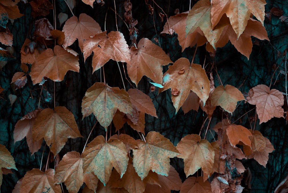 un bouquet de feuilles qui se trouvent sur un arbre