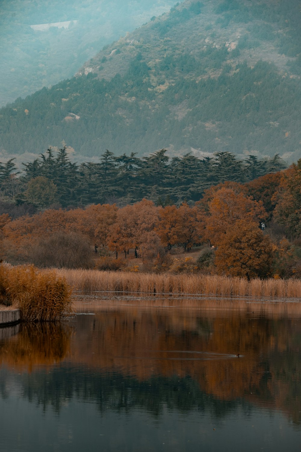 a body of water surrounded by a forest