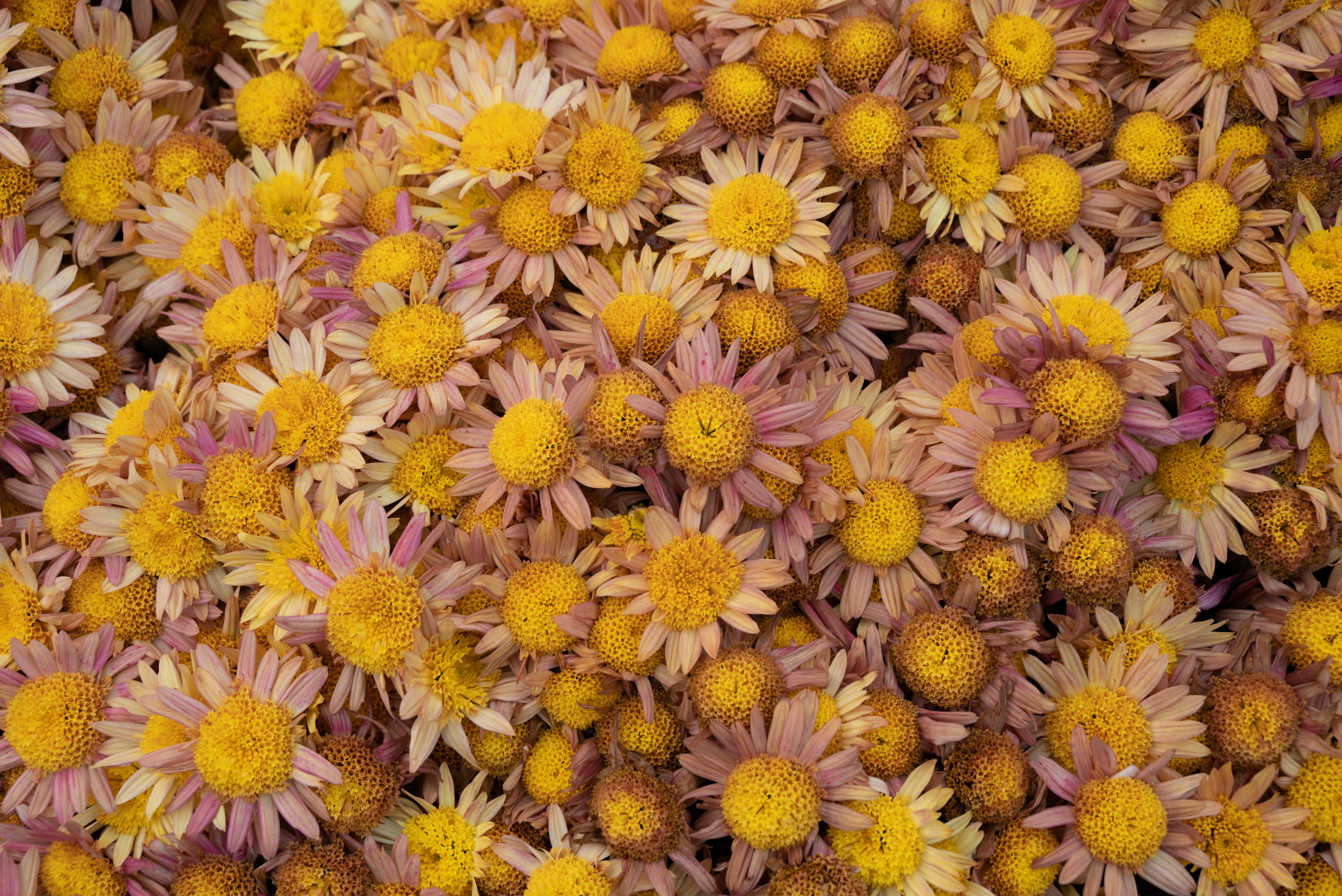 Photo by nikol_royce