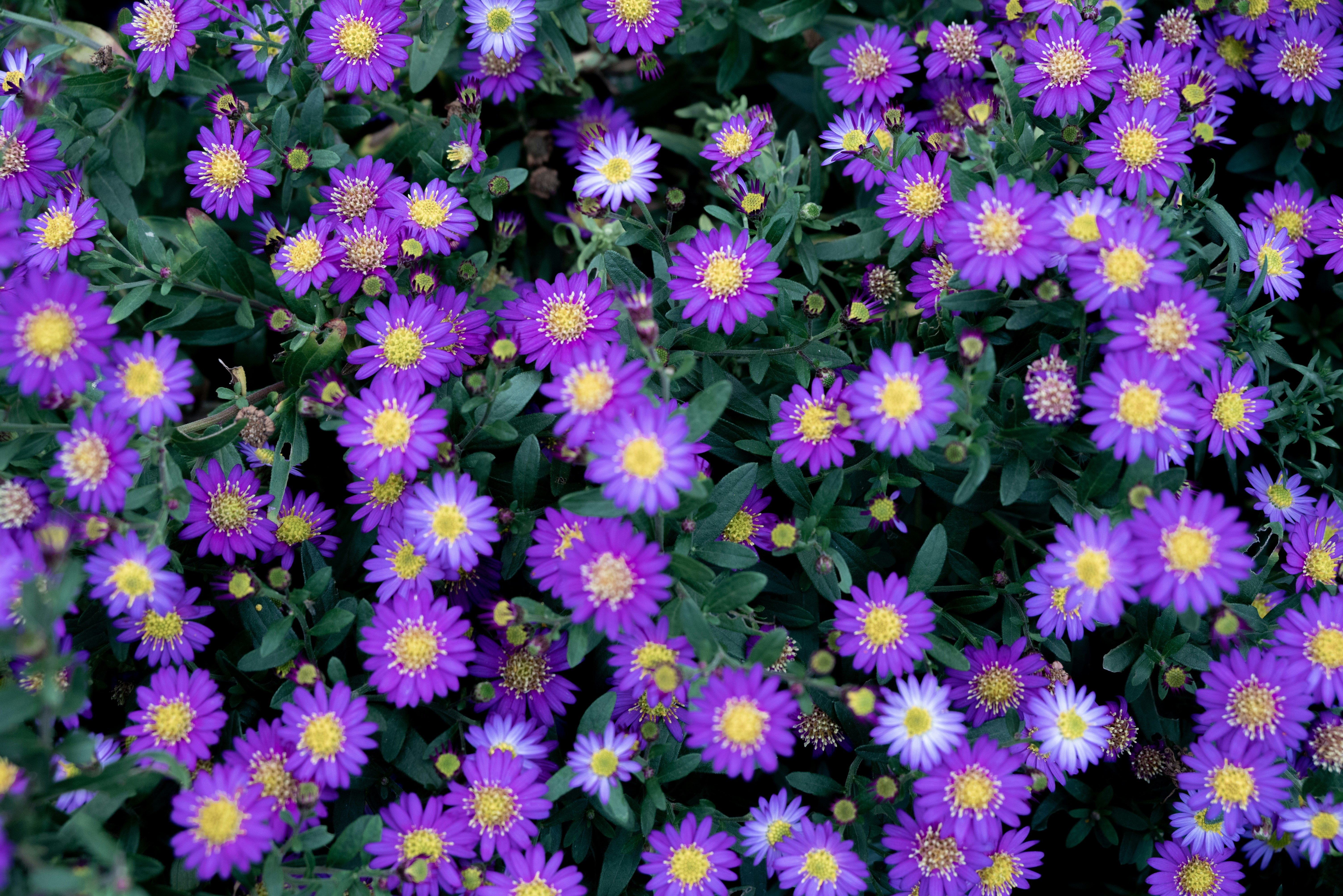 Photo by nikol_royce