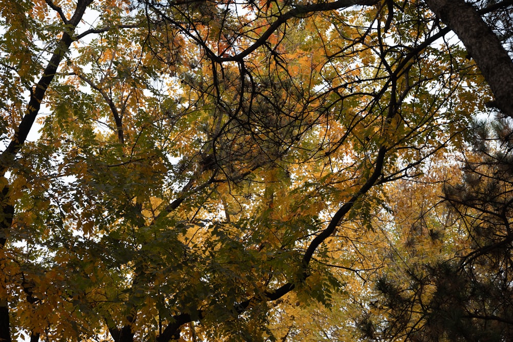 a tree filled with lots of leaves next to a forest