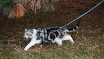 A black and white cat with distinct markings is walking on a grassy area while wearing a harness and leash. The cat appears alert, with its tail held up and ears perked forward. Pine needles and branches are visible in the background.