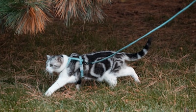 A black and white cat with distinct markings is walking on a grassy area while wearing a harness and leash. The cat appears alert, with its tail held up and ears perked forward. Pine needles and branches are visible in the background.