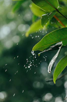 Rain shower head releasing a gentle cascade of water against a backdrop of green leaves.