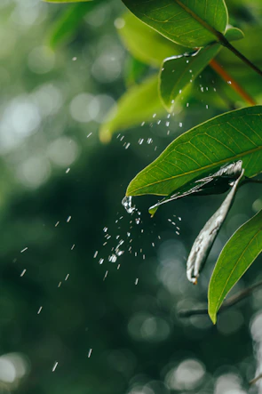 Rain shower head releasing a gentle cascade of water against a backdrop of green leaves.