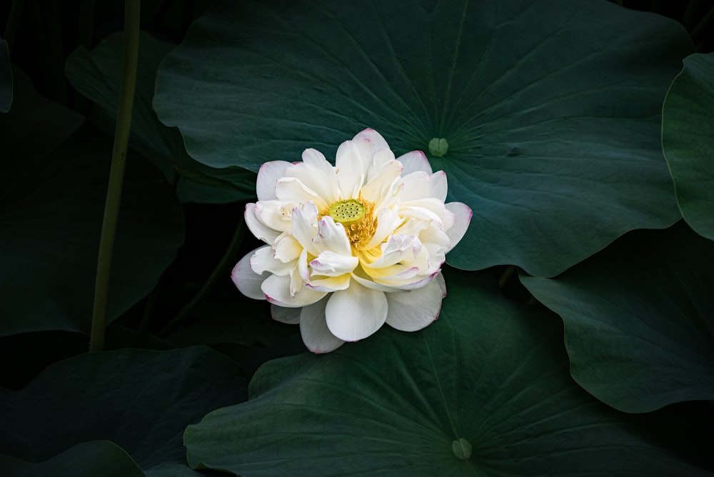 a white and yellow flower surrounded by green leaves