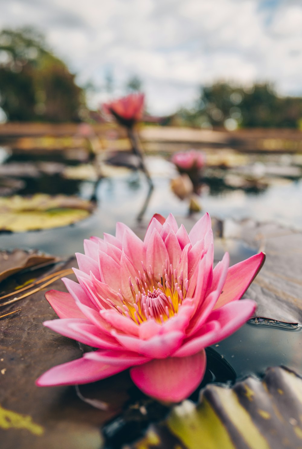 a pink flower sitting on top of a body of water