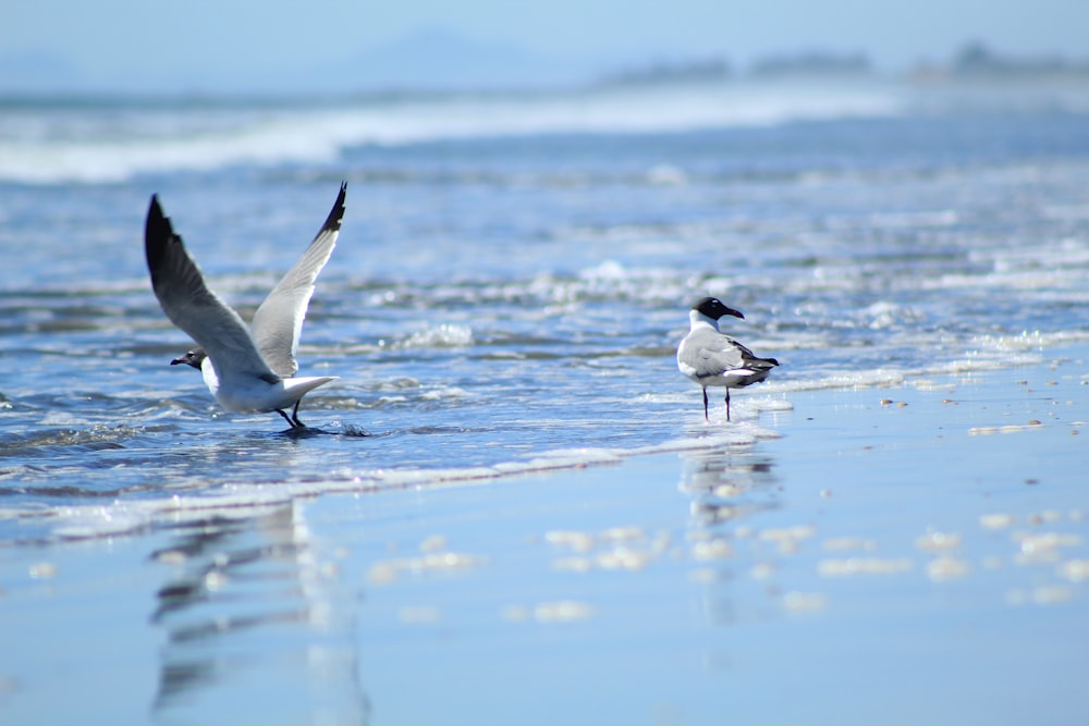 a couple of seagulls standing on top of a beach