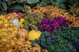 Lush gardens showcasing a variety of autumn flowers.