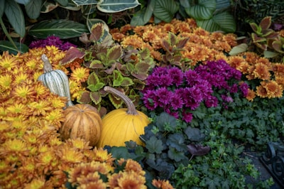 Lush gardens showcasing a variety of autumn flowers.