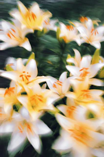 A soft-focus image of blooming white lilies, symbolizing purity and hope