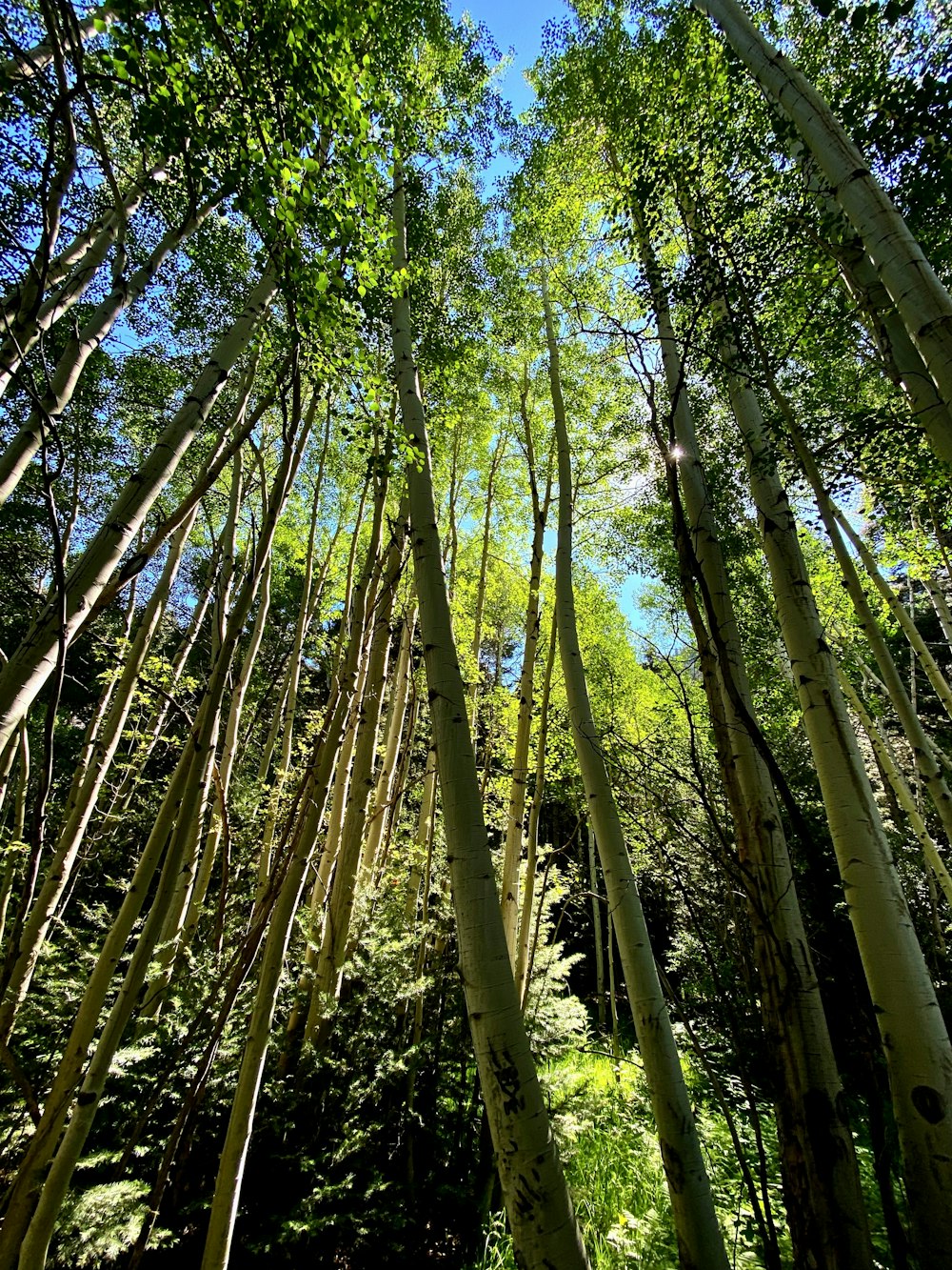 Un grupo de árboles altos en un bosque