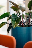 A vibrant indoor plant with large green leaves in a pot.