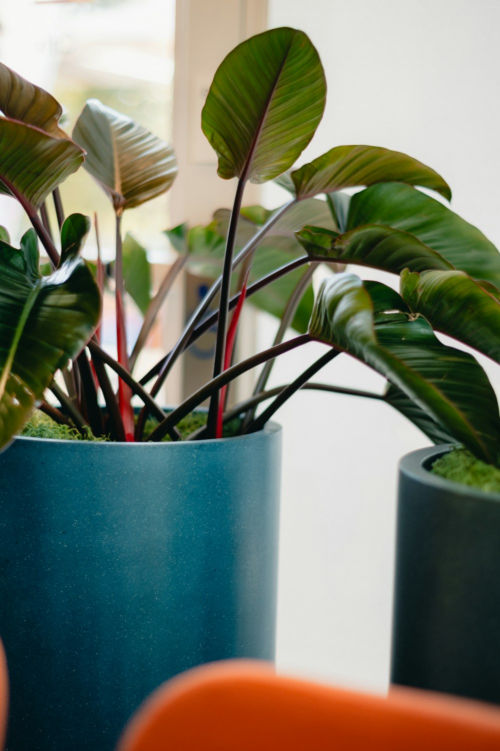 a couple of potted plants sitting on top of a table