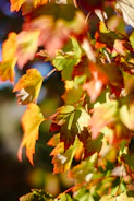 A vibrant outdoor engagement shoot with colorful autumn leaves.
