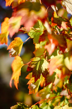 A vibrant outdoor engagement shoot with colorful autumn leaves.