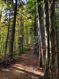 A serene forest path winds through tall trees, with sunlight filtering through the leaves, casting dappled shadows on the ground. The trees are marked with red paint, indicating a hiking trail. The path is covered with a mixture of soil and fallen leaves, creating a rustic, natural walkway.