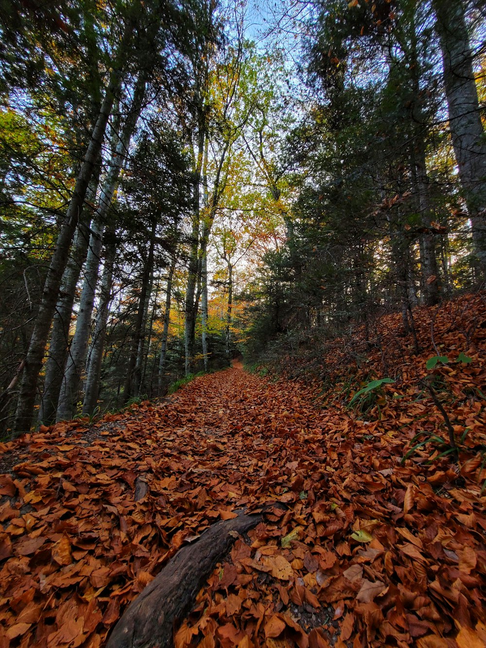 a dirt road surrounded by lots of leaves